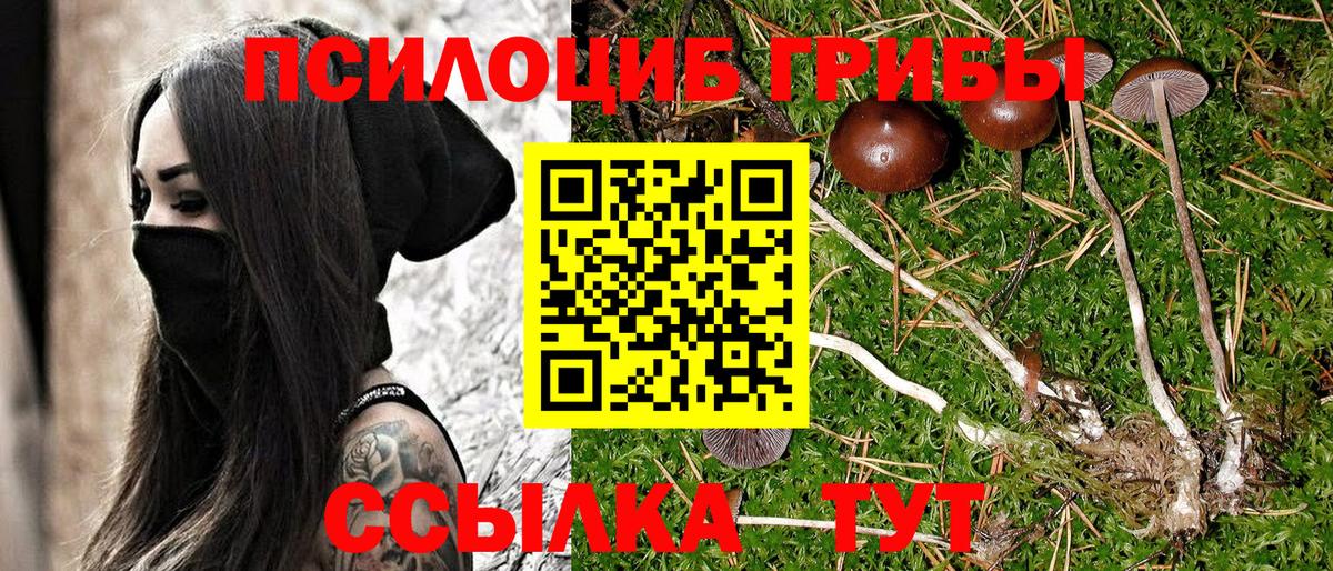 Галлюциногенные грибы Psilocybe Краснокаменск